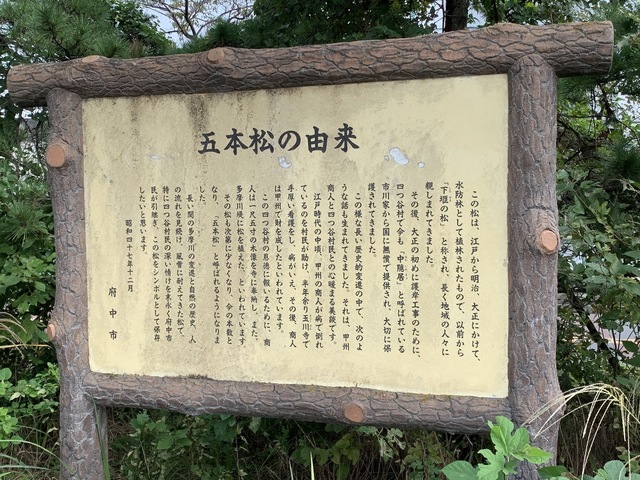 04-01 五本松.JPG