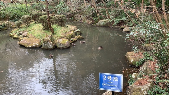 07-01-28 川崎市 東高根森林公園の鴨.JPG
