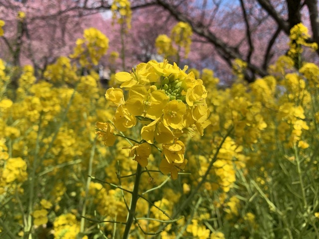 10 菜の花の黄色.JPG