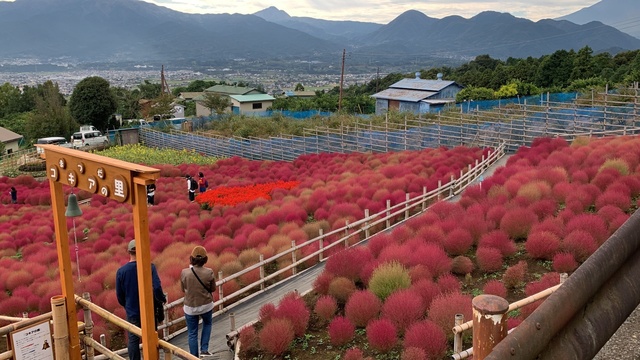 IMG_9896 松田町コキアの里.JPG